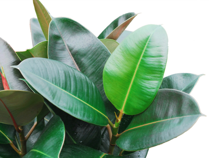 집에 복을 부르는 식물과 화를 부르는 식물, 식물 풍수의 모든 것